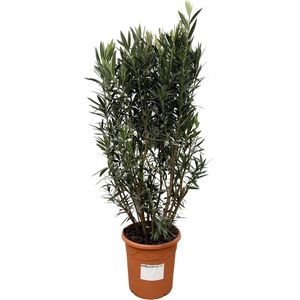 Nerium Oleander struik - 160cm