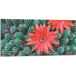 WallClassics - Vlag - Rode Bloemen op Cactusjes - 100x50 cm Foto op Polyester Vlag