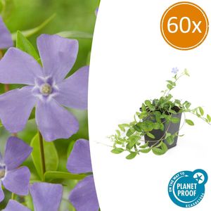 Tuinplantenshop.com | Vinca minor | 60 stuks - Ø9cm - 10-25cm hoog - Tuinplant