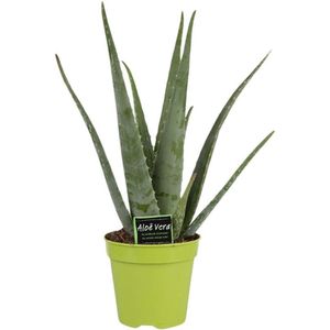 Vetplant – Aloë VeraSources- Flora (Aloe Vera) – Hoogte: 65 cm – van Botanicly