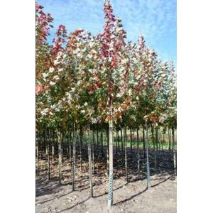 Acer freem. 'Autumn Blaze' ( 'jeffersred') - Rode Esdoorn 12/14 cm stamomtrek - Hoogstam in pot