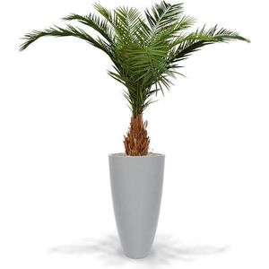 Canarie Phoenix kunstpalm deluxe 210 cm