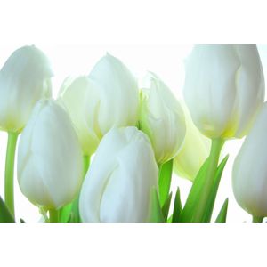 Dibond - Bloemen - Bloem - tulp / tulpen in wit / zwart - 100 x 150 cm