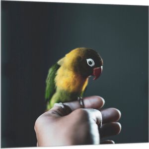 WallClassics - Vlag - Vogel op Hand - Zwartmaskeragapornis - 100x100 cm Foto op Polyester Vlag