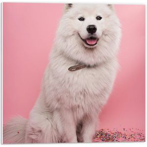 WallClassics - PVC Schuimplaat- Portret van Witte Hond tegen Roze Achtergrond met Confetti - 50x50 cm Foto op PVC Schuimplaat