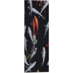 WallClassics - Vlag - Koi Karper Vissen - 20x60 cm Foto op Polyester Vlag