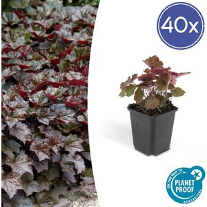 40 Stuks Sierlijk PaasKlokje, Diep Paars/Brons Blad, Bodembedekker, Heuchera mic. Palace Purple - 10-25cm - Ø9cm