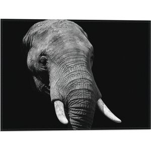 WallClassics - Vlag - Grijze Olifant met Witte Slagtanden - Zwart Wit - 40x30 cm Foto op Polyester Vlag