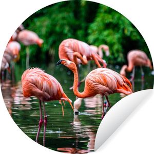 WallCircle - Behangcirkel - Zelfklevend behang - Vogel - Water - Flamingo - Tropical - Dieren - 100x100 cm - Behangcirkel dieren - Behangcirkel zelfklevend - Behangsticker