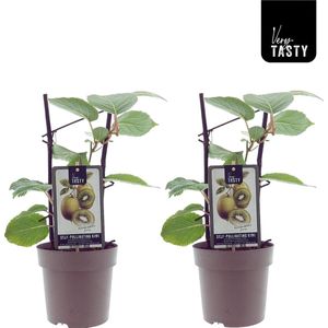 2 stuks kiwiplanten zelfbestuivend - Ø15cm - 40cm (Actinidia Jenny)