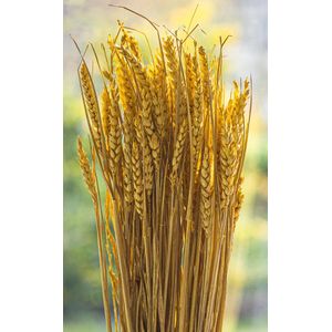 Droogbloemen - Tarwe - Triticum Aestivum - Geel | 70cm | 100g | Perfect voor Boeketten, Decoratie, Doopsuiker, Huwelijk & Verjaardagen | Duurzaam en Stijlvol Bloemenarrangement