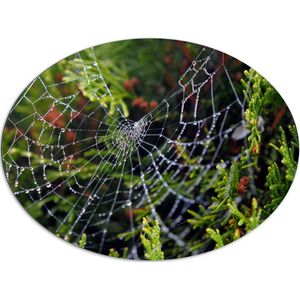 WallClassics - Dibond Ovaal - Spinnenweb in de heg - 108x81 cm Foto op Ovaal (Met Ophangsysteem)