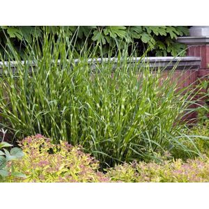 Plants Online - Tuinplanten - Siergrassen - Set van 5 - Miscanthus sinensis 'Zebrinus' - 0.7 liter pot - Plant