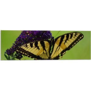 WallClassics - Vlag - Geel / Zwarte Vlinder op Paarse Bloem - 60x20 cm Foto op Polyester Vlag