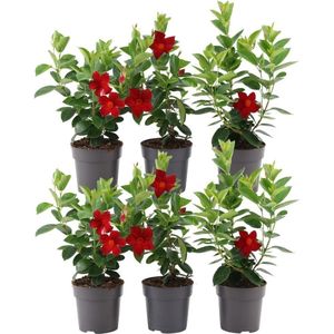 Plants by Frank - Set van 6 Mandevilla Rood Planten - 6 x Dipladenia Rood in 12 cm pot - Mediterrane Planten - Vers uit de Kwekerij geleverd - Klimplanten