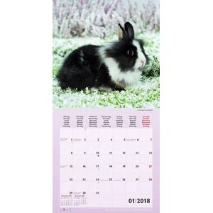 Konijnen - Rabbits Kalender 2018 incl. jaarposter