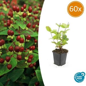 Tuinplantenshop.com | Hypericum inodorum 'Beauty' | 60 stuks - Ø9cm - 10-25cm hoog - Tuinplant