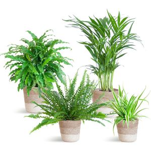 BoundlessGreen Amsterdam - Diervriendelijke plantenset - Medium - Set (4 stuks) met Lissabon Jute Mand - Kamerplanten