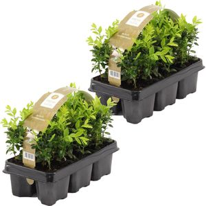 Buxus Sempervirens | 1,0 meter Haagbuxes per 2 sixpacks - Buitenplant in sixpack ⌀9 cm - ↕20 cm