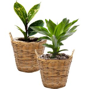 Mega Collections Planten/bloemen mand Cuba - 2x - rotan - bruin - D19 x H16 cm - pot voor buiten