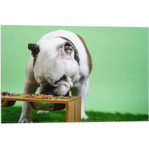 WallClassics - Vlag - Hondje aan het Eten voor Groene Achtergrond - Buldog - 60x40 cm Foto op Polyester Vlag