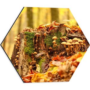 WallClassics - Dibond Hexagon - Paddenstoelen in het Bos in de Herfst - 40x34.8 cm Foto op Hexagon (Met Ophangsysteem)