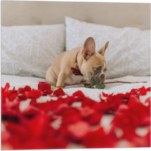 WallClassics - Vlag - Hondje op Bed met Rode Rozenblaadjes - Franse Buldog - 50x50 cm Foto op Polyester Vlag