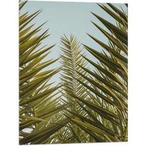 WallClassics - Vlag - Palmboom Planten met Blauwe Lucht - 60x80 cm Foto op Polyester Vlag