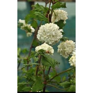 2 x Viburnum op. 'Roseum' - Gelderse Roos 40- 60 cm in pot