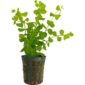 Moerings Lysimachia nummularia | Penningkruid | in Terracotta Pot