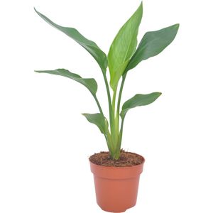 Strelitzia | Paradijsvogelplant | 35cm