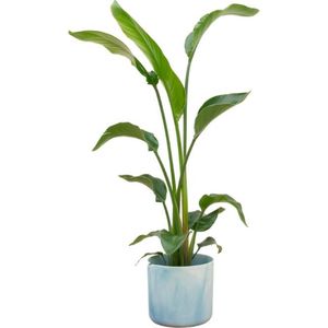 Strelitzia Nicolai + elho Ocean Round - Pacifisch Groen