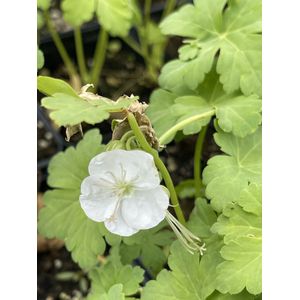 12 x Geranium macr. ‘White Ness’ – Ooievaarsbek in pot 9 x 9 cm