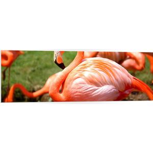 WallClassics - PVC Schuimplaat- Roze Flamingo Kudde op het Grasveld - 120x40 cm Foto op PVC Schuimplaat