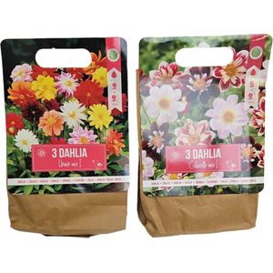 Dahlia bloembollen gekleurde Dahlia bleomen in diverse varianten Unwin mix en Collarette mix