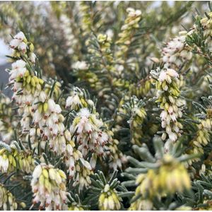 Winterheide Wit - 10 Stuks - Erica carnea 'Springwood White' - P10.5 - Plant - Tuinplant - Heide