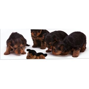 WallClassics - PVC Schuimplaat- Vier Bruin met Zwarte Puppy's bij Soortgenoot Knuffel - 120x40 cm Foto op PVC Schuimplaat