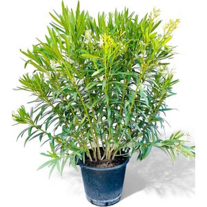 Tropictrees - Nerium Oleander 160-180cm - Oleander Wit - Witte bloemen - Pot ⌀ 27cm - Hoogte 160-180cm - Sierplant - Mooi om als terrasplant in te planten