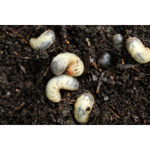 Bio Engerling Free 50m2 - Aaltjes voor het bestrijden van engerlingen en emelten