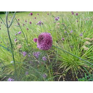 Allium sphaerocephalon