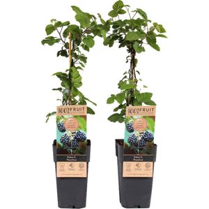 Plant in a Box - Rubus fruticosus 'Thornfree' - Set van 2 - Braam - Doornloze zwarte braam - Fruitplanten - Struik - ⌀15cm - Hoogte 50-60cm