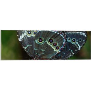 WallClassics - Vlag - Morpho Vlinder op Donkergroen Blad - 60x20 cm Foto op Polyester Vlag