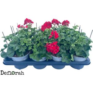 z Geranium hangend - rood - 8stuks - perkplant