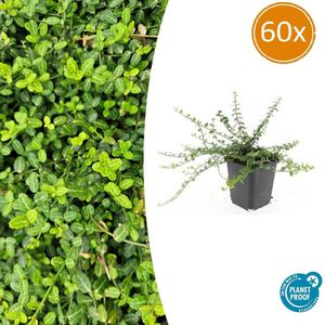 60 Stuks Kardinaalmuts Minimus, Sterke Wintergroene Bodembedekker, Euonymus fort. - 10-25cm - Ø9cm