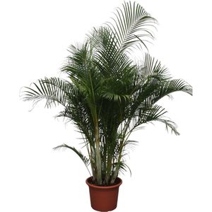 Dypsis Lutescens (Areca Palm) - Potmaat 50cm - Hoogte 280cm