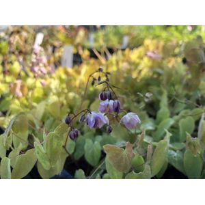 6 x Epimedium youngianum 'Roseum' - Elfenbloem - P9 Pot (9 x 9cm) - Dima Vaste Planten