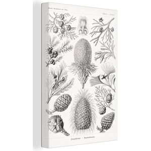 Canvas - Coniferen - Zwart-Wit - Plant - Struiken - Muurdecoratie - Ernst Haeckel - Kunst - Retro - Canvas schildersdoek - 60x90 cm