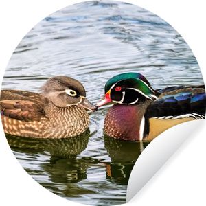 Behangcirkel - Eend - Vogels - Water - Veren - Zelfklevend behang - ⌀ 30 cm - Behangsticker - Behang zelfklevend - Behang cirkel - Muurdecoratie rond