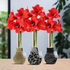 Green Harmony | (wax amaryllis) | Fashionz Animal Mix (3 pack) + Red flower