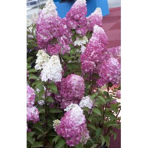 Hydrangea Paniculata Fraise Melba | 1 stuk | Hortensia